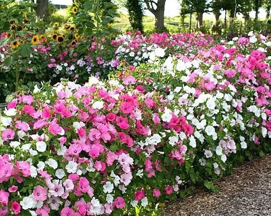 Beaucarnea recurvata