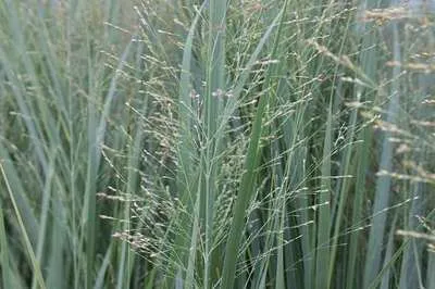 Panicum virgatum 'Northwind'
