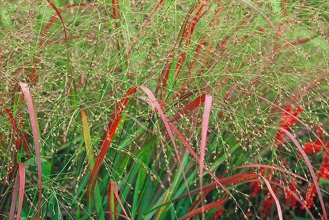 Panicum virgatum 'Rehbraun'