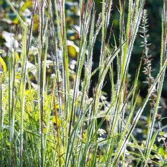 Schizachyrium scoparium 'Ha Ha Tonka' ®