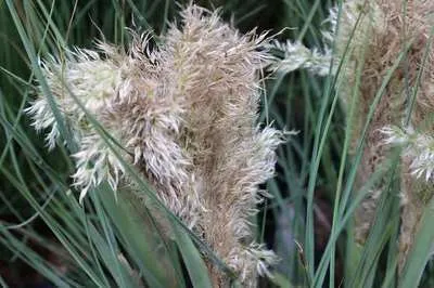 Cortaderia selloana 'Tiny Pampa' ®