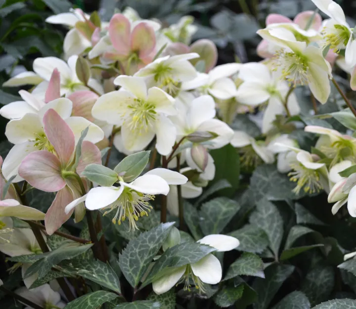 Helleborus 'Magic Leaves' ®