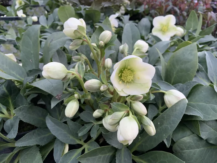Helleborus 'Snow Love' ®