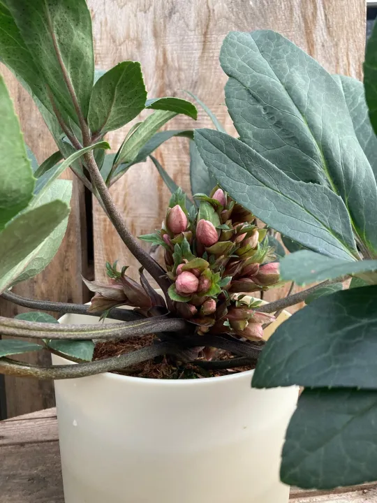 Helleborus 'Springling'