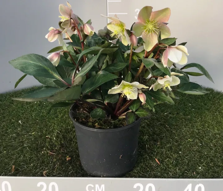 Helleborus 'Valeria'