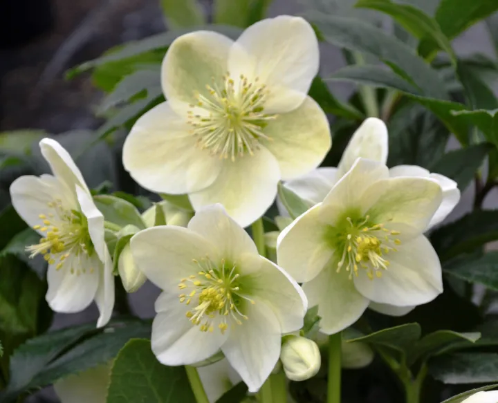 Helleborus 'Viviana'