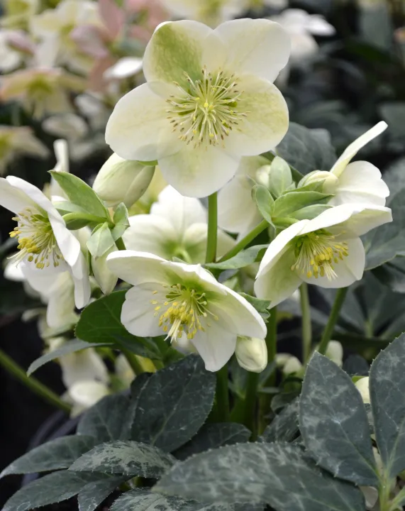 Helleborus 'Viviana'