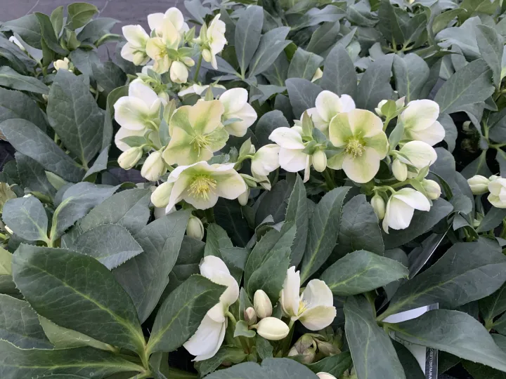 Helleborus 'Viviana'
