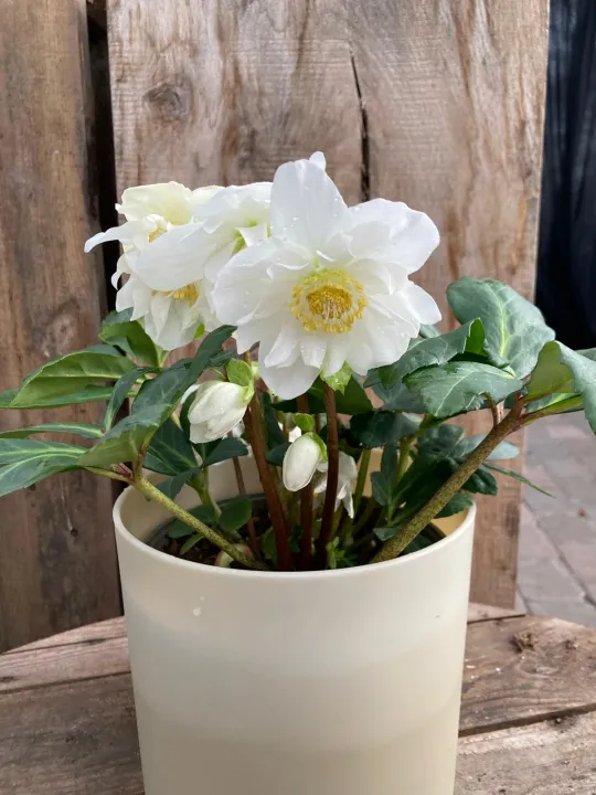 Helleborus niger 'Double Flower' 