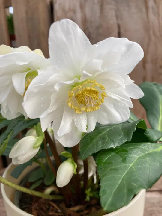 Helleborus niger 'Double Flower' 