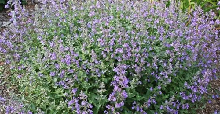 Nepeta faassenii (x) 'Junior Walker'