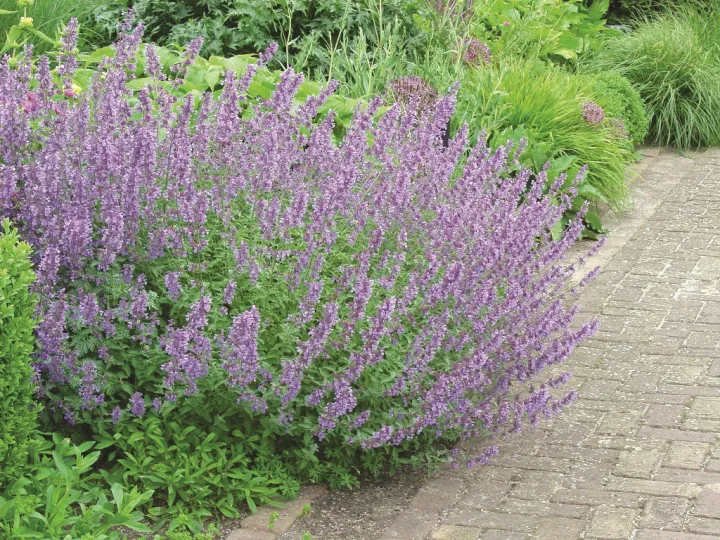 Nepeta faassenii 'Walker's Low'