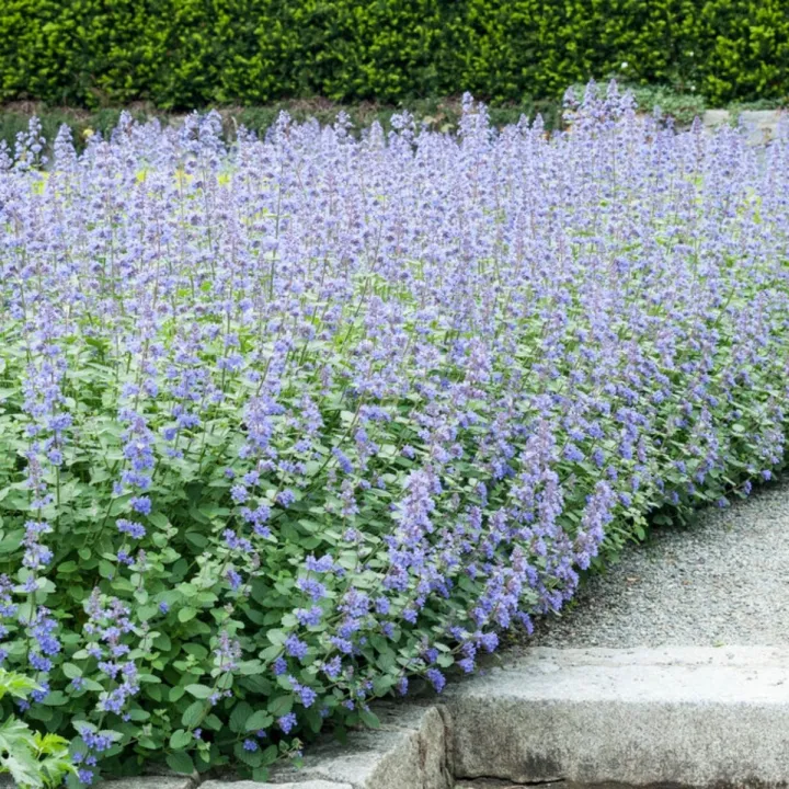 Nepeta faassenii 'Six Hills Giant'