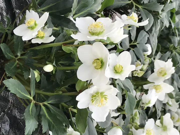 Helleborus niger 'Special selection'
