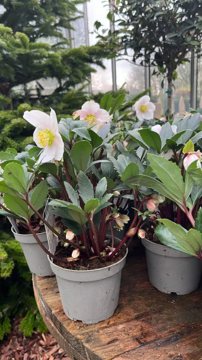 Helleborus niger 'Albert'