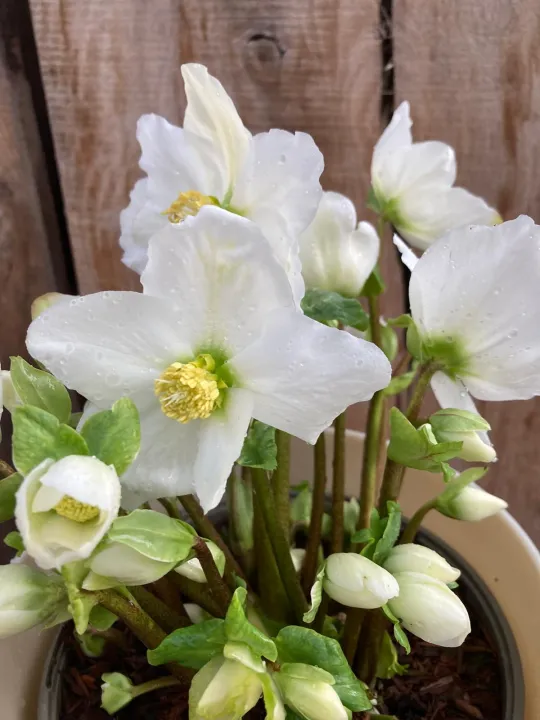 Helleborus niger 'Winter Magic' 