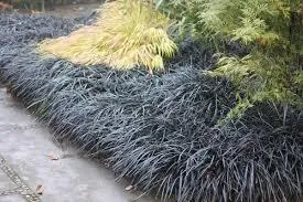 Ophiopogon planiscapus 'Nigresens'