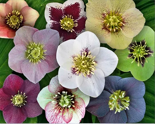 Helleborus or. 'Special Magic Wilgenbroek Serie'