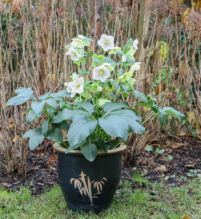 Helleborus or. 'Alma'