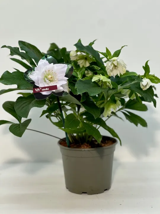 Helleborus or. 'Amalia'