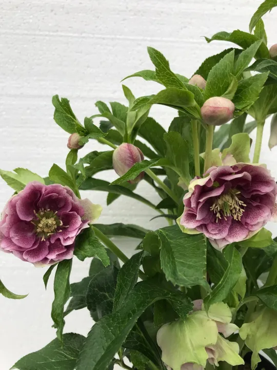 Helleborus or. 'Ariana'