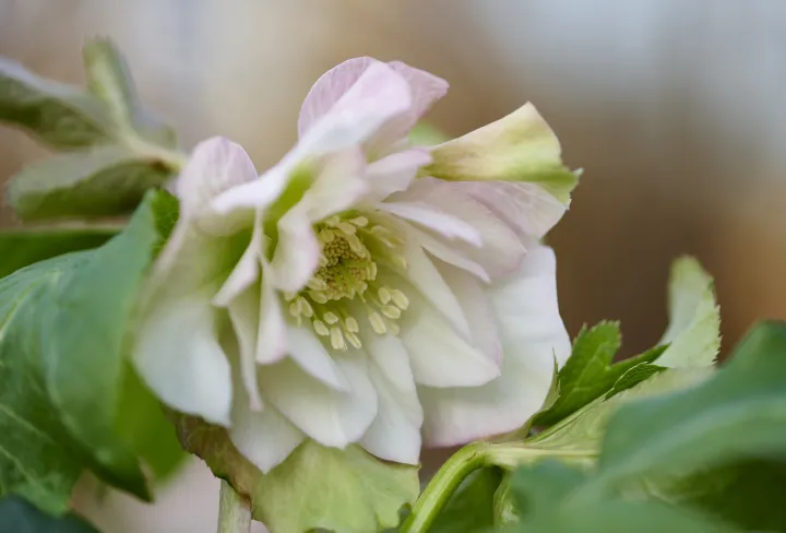 Helleborus or. 'Benedetta'