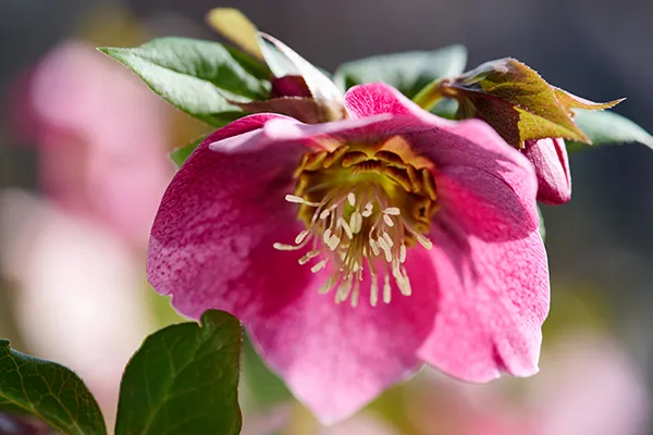 Helleborus or. 'Carlotta''