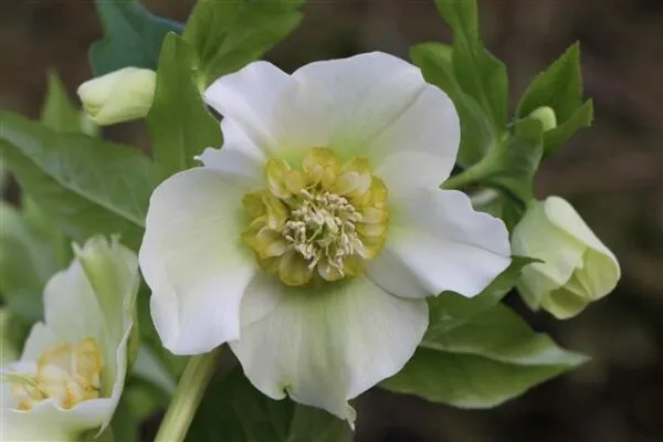 Helleborus or. 'Cinzia'