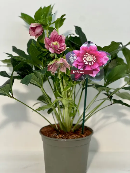 Helleborus or. 'Elena'