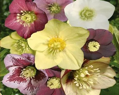 Helleborus or. enkel
