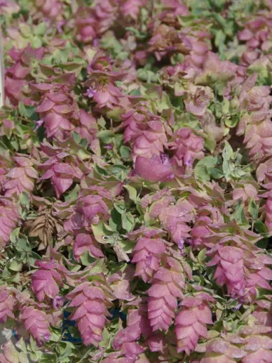 Origanum rotundifolium 'Kent Beauty'