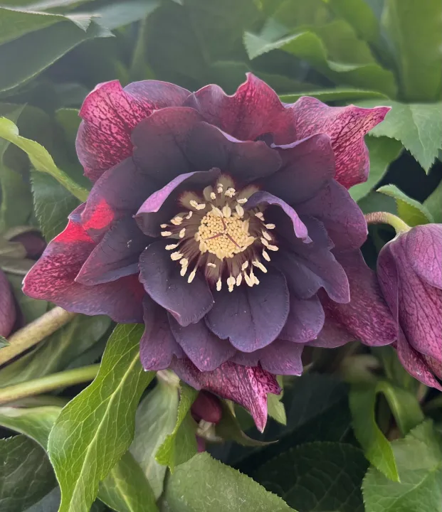 Helleborus or. 'Luisa'