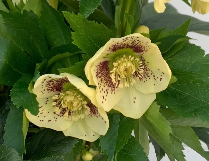 Helleborus or. 'Maeva'