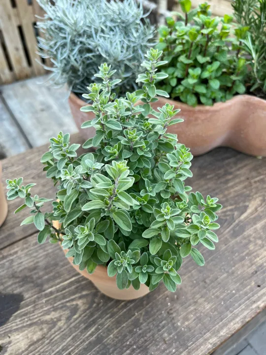Origanum majorana