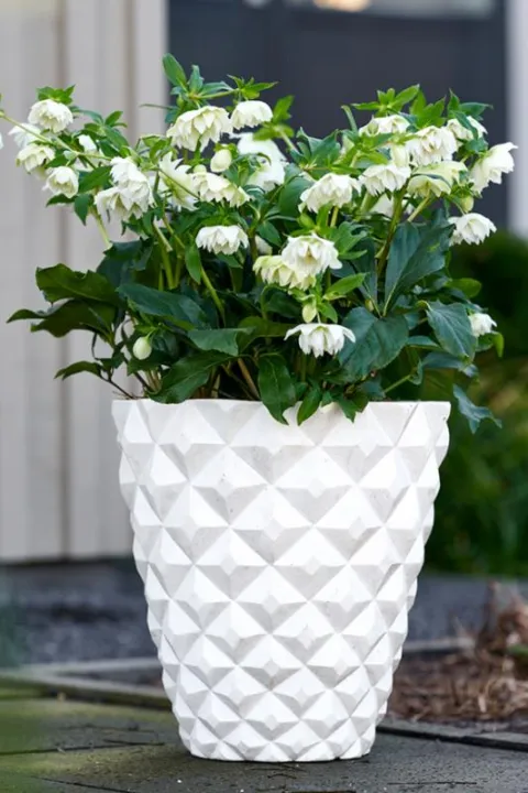 Helleborus or. 'Micaele'