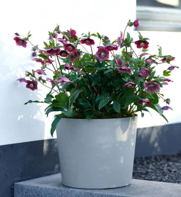 Helleborus or. Milana