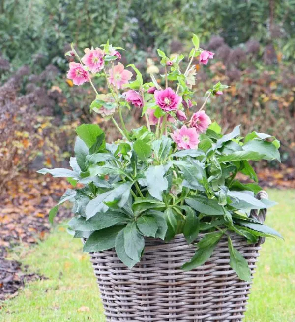 Helleborus or. 'Nova'