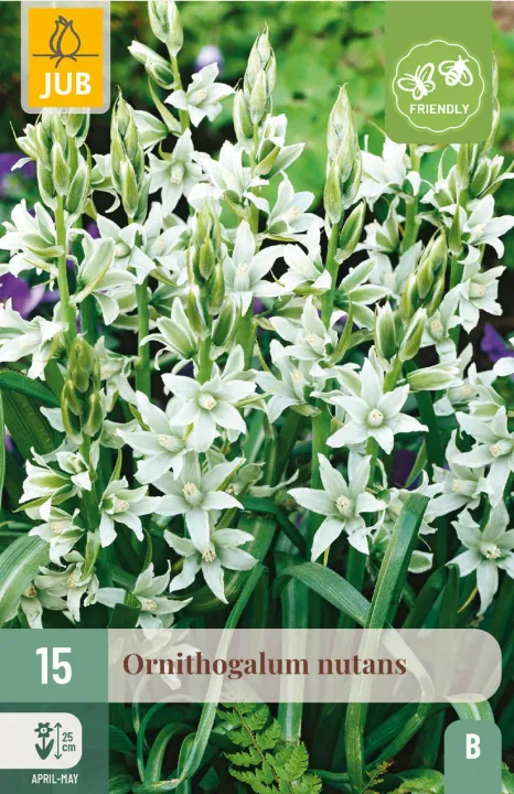Ornithogalum nutans