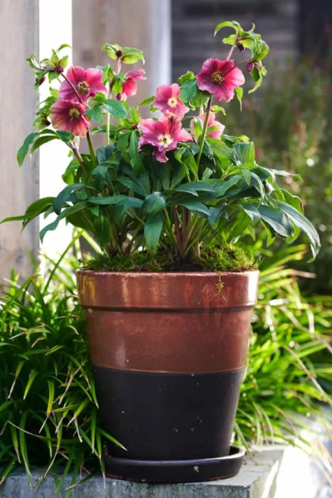 Helleborus or. 'Patrizia'