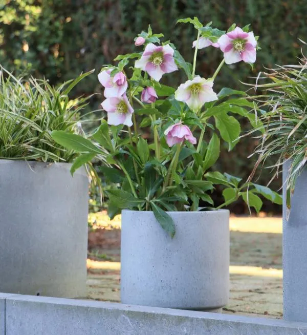 Helleborus or. 'Rosa'