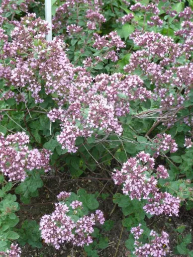 Origanum 'Rosenkuppel'