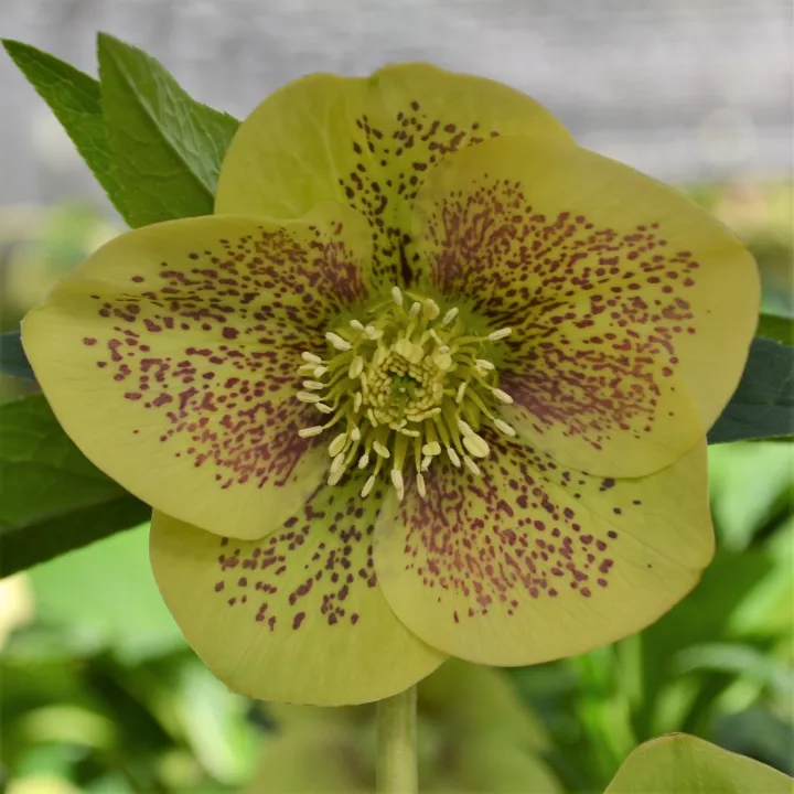 Helleborus or. 'Serafina'