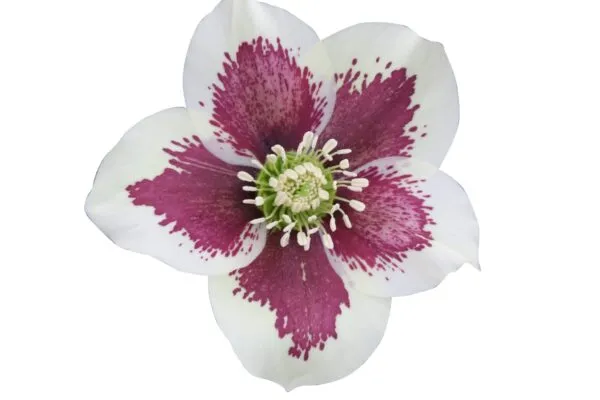 Helleborus or. 'Serafina'