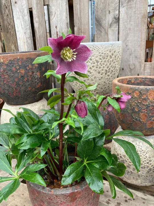 Helleborus or. 'Teodora'