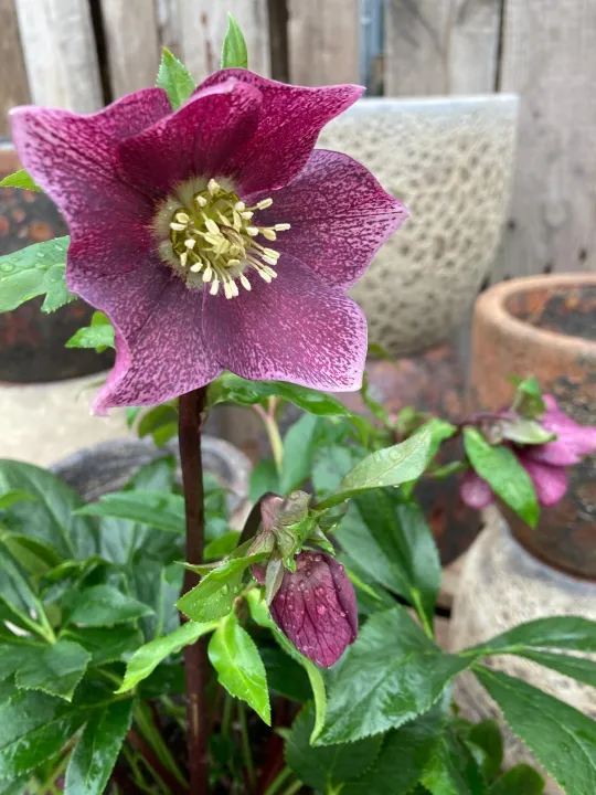 Helleborus or. 'Teodora'