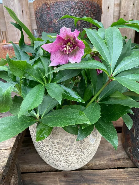 Helleborus or. 'Teresa'