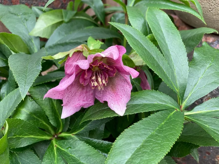 Helleborus or. 'Teresa'