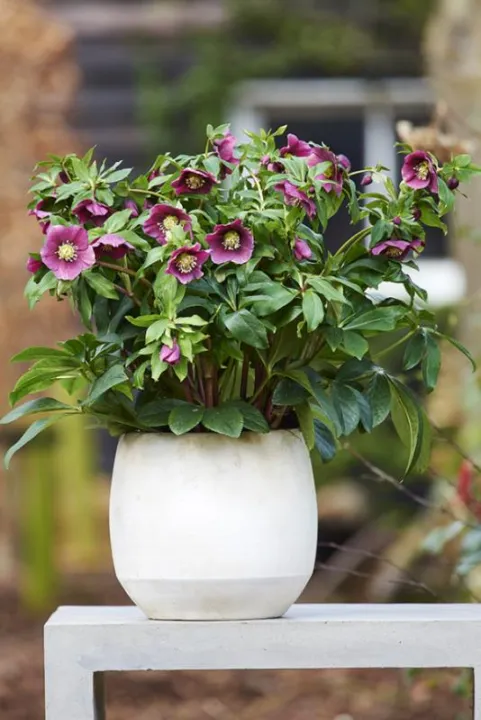 Helleborus or. 'Valentina'