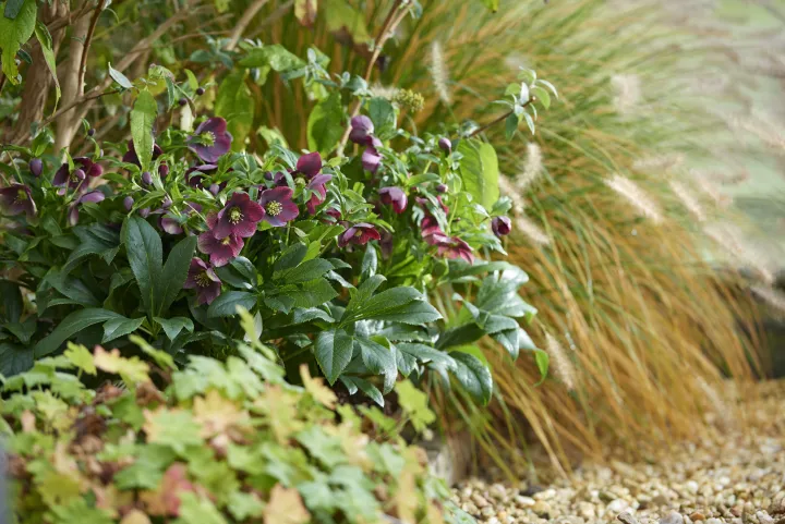 Helleborus or. 'Victoria'