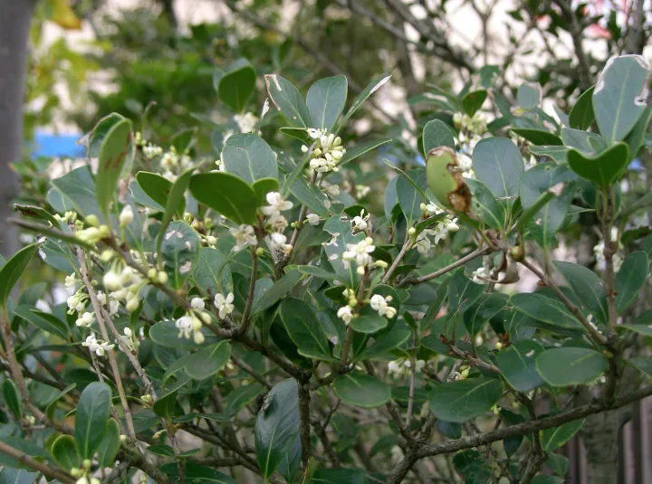 Osmanthus heterophyllus